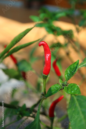 Closed Up Ripe Vibrant Red Thai Chili Peppers on the Plants