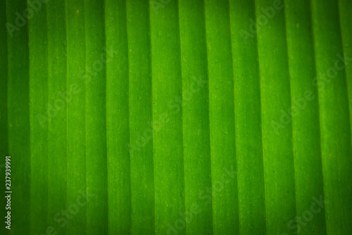 Texture background of backlight fresh green Leaf.Banana leaves,Abstract striped natural background