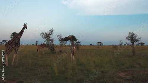 Beautiful Giraffes at the Uganda savannah. Murchison Falls National Park photo
