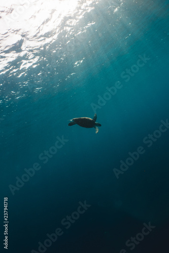 Happy cute sea turtle swimming freely in the blue ocean