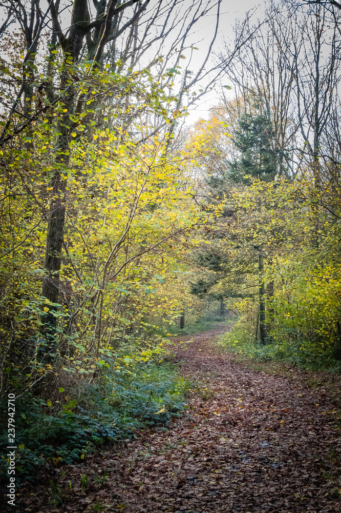 Obraz premium Woodland