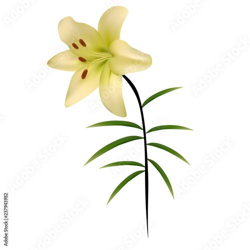Lily. Flower. Isolated. Vector.