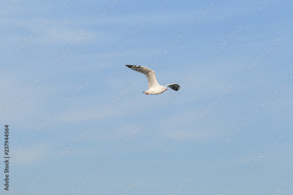 Seasons of foreign seagull flying to Thailand at Samutprakarn, The beauty of the seagull is flying in the sky. Seasons of foreign seagull flying to Thailand at Samutprakarn, The beauty of the seagull is flying in the sky.