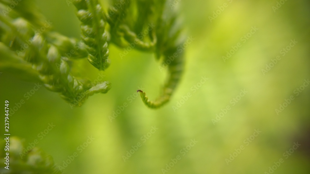 Fern during spring. Slovakia	