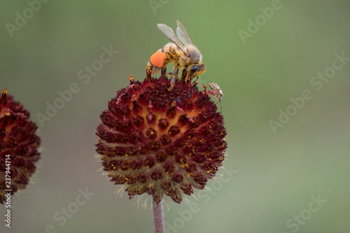 bugs on flower