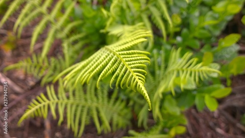 Fern during spring. Slovakia	 photo
