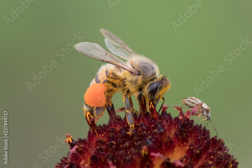 bugs on flower