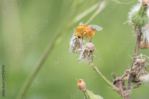 bee fly on flower