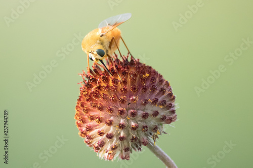 bee fly on flower