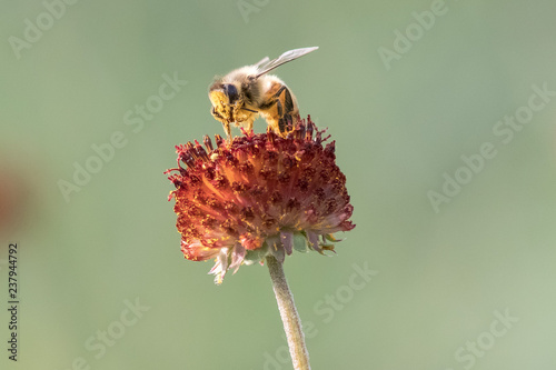 bee on flower
