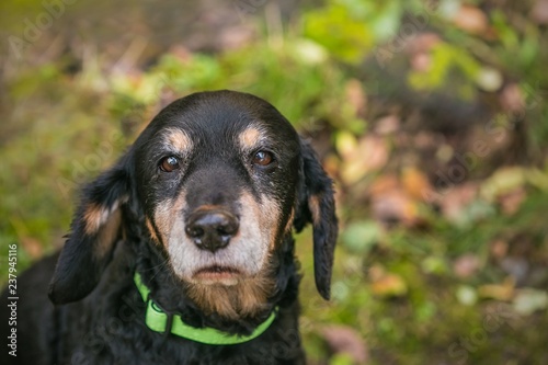 Portrait of sad looking English black and tan cocker spaniel with brown eyes sitting on green grass in a park, dog collar on, blurry colorful background, outdoors, copy space