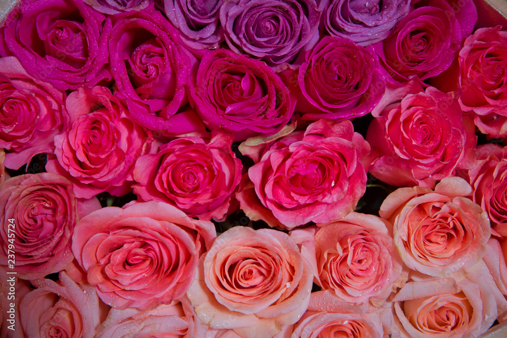 Beautiful pink and red roses with drops of water . pink and red natural roses background . pink and red rose background. Natural horizontal pattern. Flower wall. Close-up of huge pink and red roses