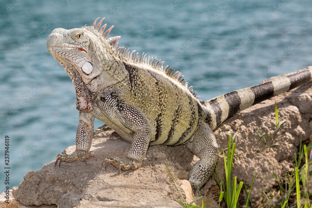 Leguan auf Mauer Leguan auf Mauer