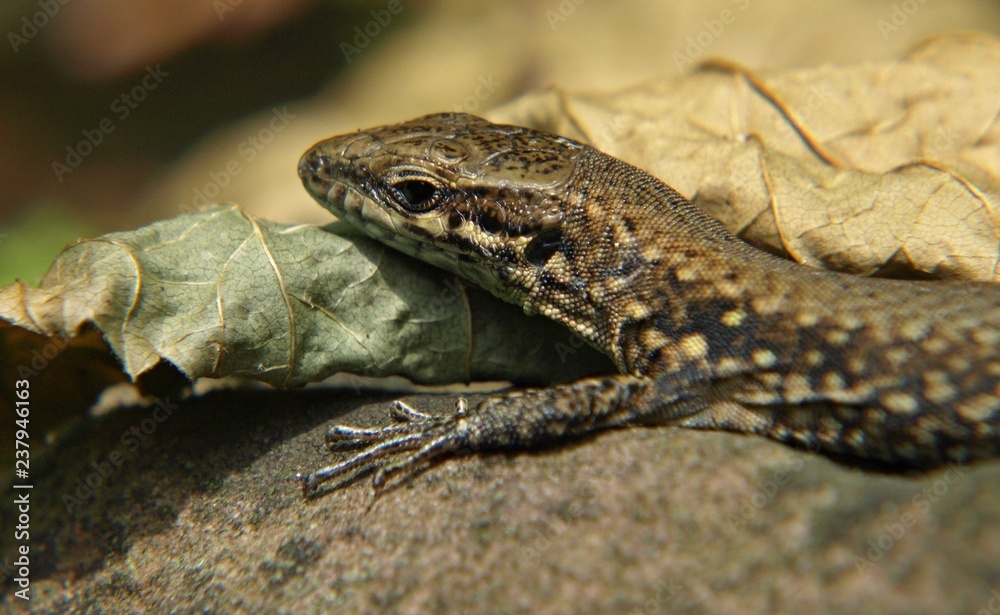 Schönes Makro vom Kopf einer Mauereidechse in freier Natur Schönes Makro vom Kopf einer Mauereidechse in freier Natur