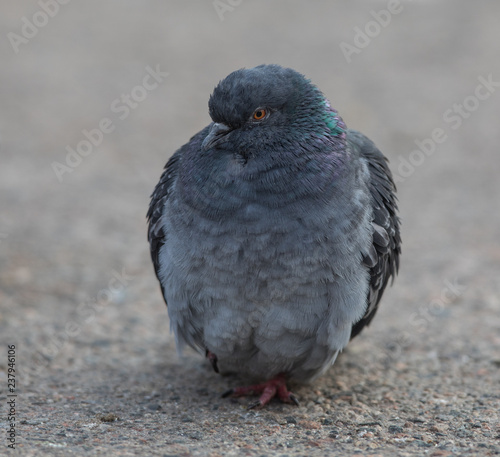 one pigeon on asphalt