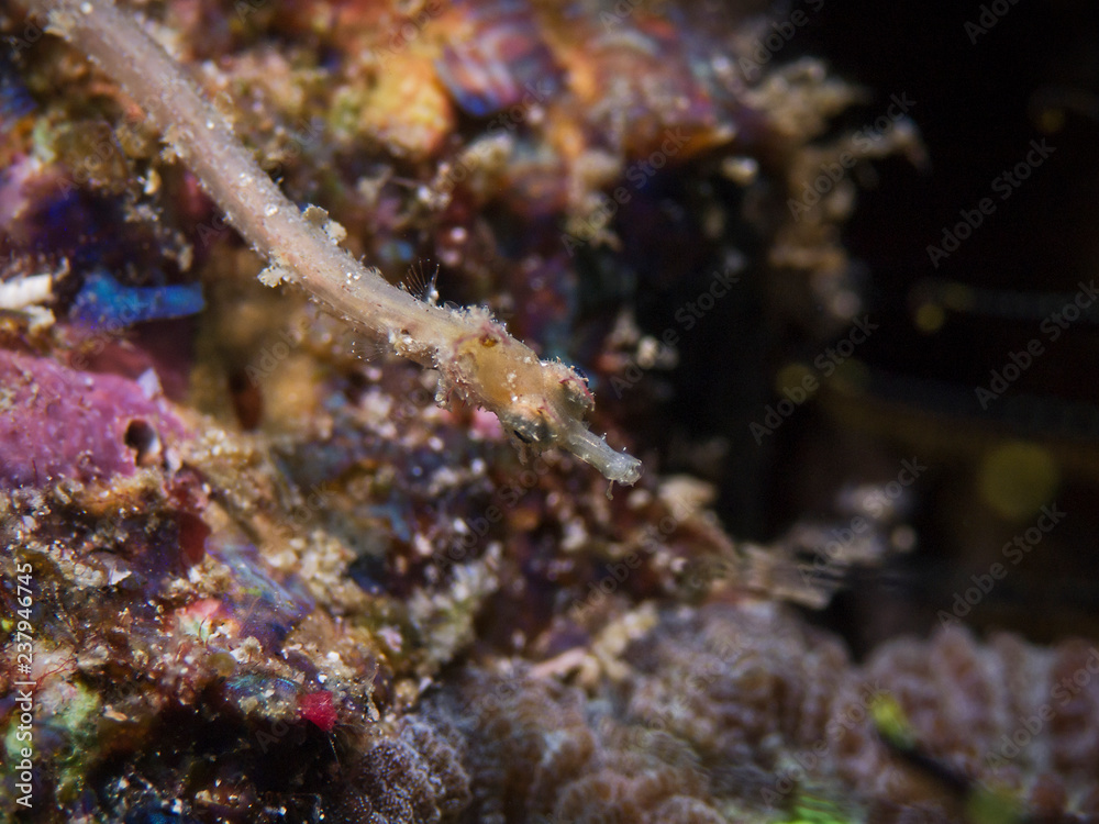 Underwater close-up photography of a pygmy pipedragon fish (Divesite: Pulau Bangka, North Sulawesi/Indonesia)