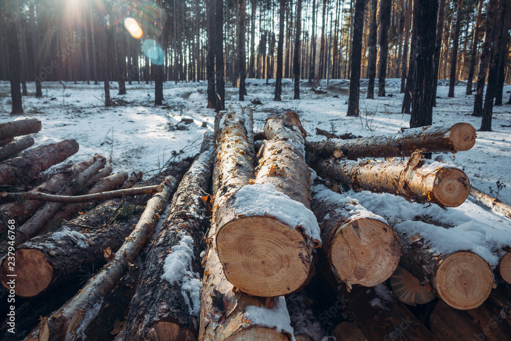 Pile of wood logs with snow Pile of wood logs with snow