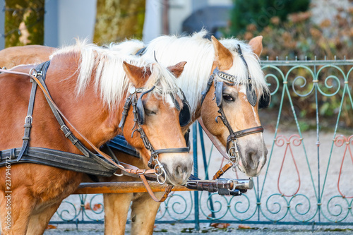 Horses in Salzburg Austria