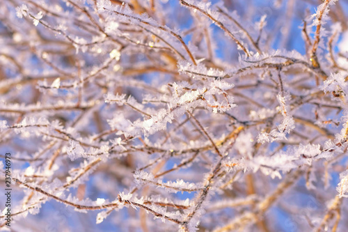 Naked branches covered with frost with snow and ice close-ups