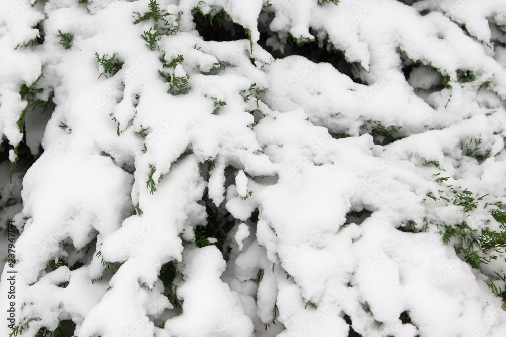 green plants, trees covered with snow, background, texture