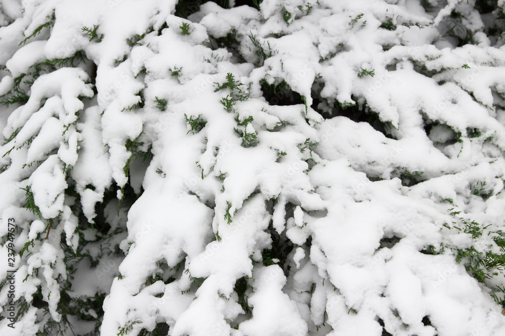 green plants, trees covered with snow, background, texture green plants, trees covered with snow, background, texture