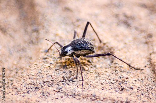 Käfer rennt durch den afrikanischen Sand