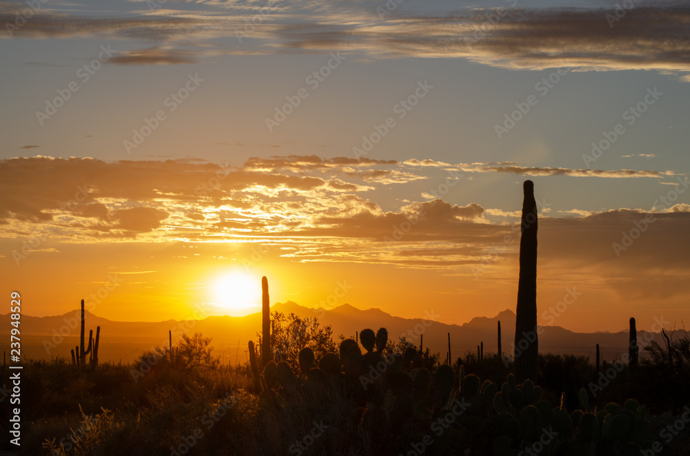 Saguaro Silhouette Cactus Against Sunset Sky Stock Photo | Adobe Stock