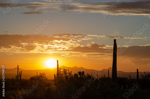 Saguaro Silhouette Cactus Against Sunset Sky photo