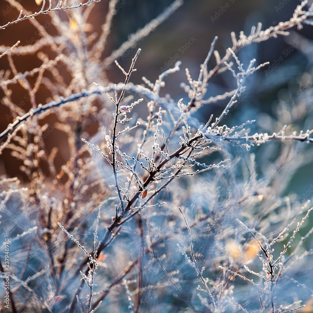 Spirea in hoarfrost Spirea in hoarfrost
