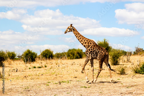 Wildlife in Bewegung  Anmutige Giraffe in der Savanne