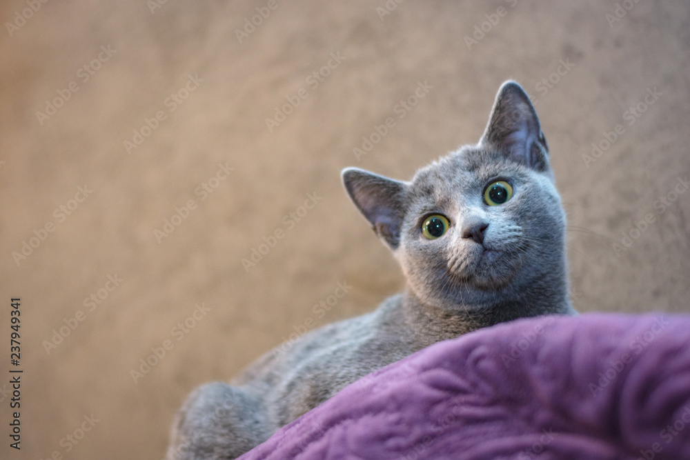 Naklejka premium Kot rasy Rosyjski niebieski leży na kanapie