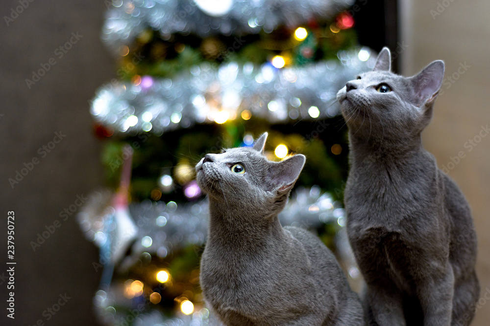 Russian cat top in tree