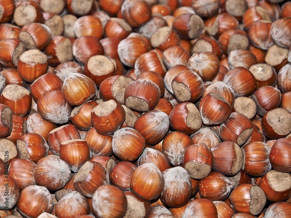 Makro von einem Haufen Haselnüsse mit Schale Makro von einem Haufen Haselnüsse mit Schale