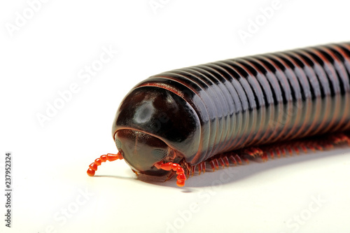 Kopf eines Tausendfüßers (Pelmatojulus ligulatus) - Amber Millipede photo