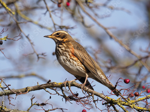 Redwing, Turdus iliacus