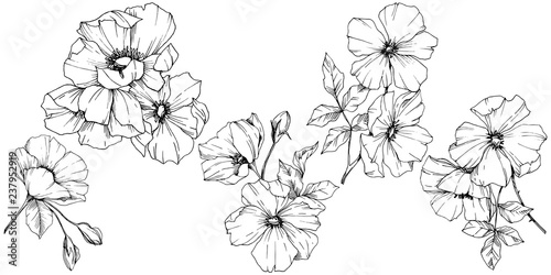 Vector Rosa canina flower. Black and white engraved ink art. Isolated rosa canina illustration element.