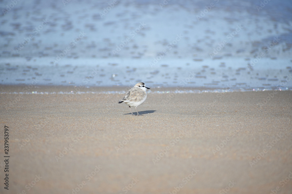 Tiny White-fronted Plover (charadrius marginatus) Bird On Beach Tiny White-fronted Plover (charadrius marginatus) Bird On Beach