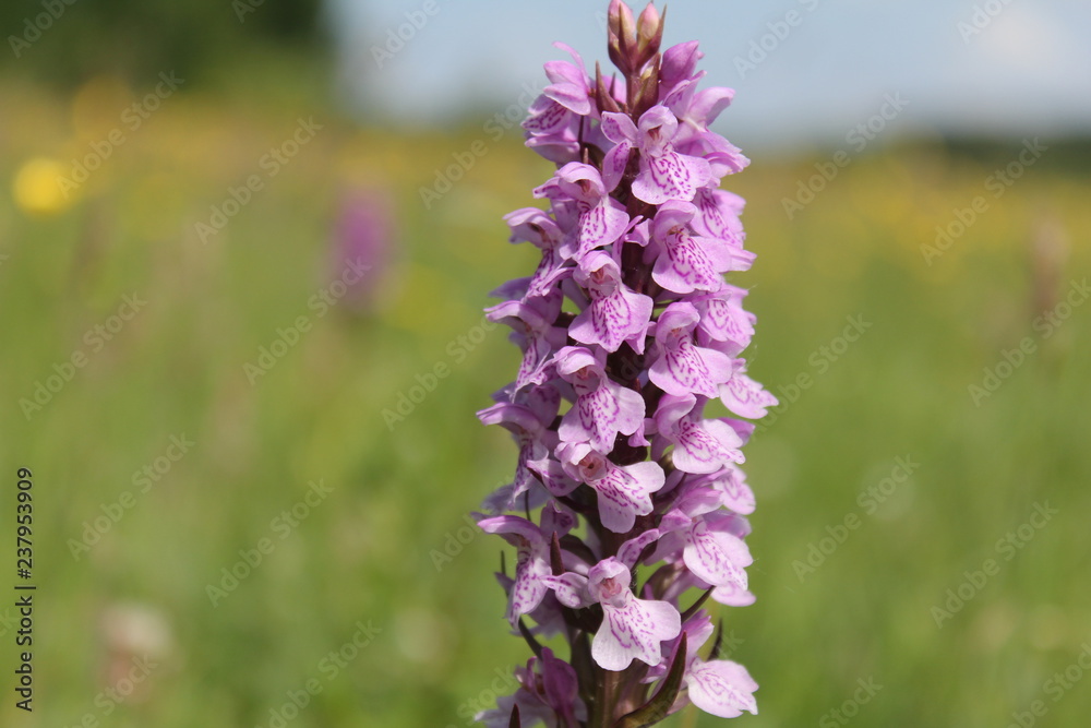 a beautiful pink wild orchid closeup in the green fields in springtime