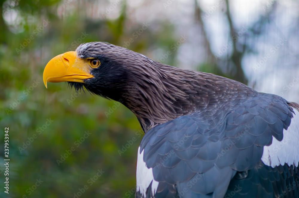 Fototapeta premium bird