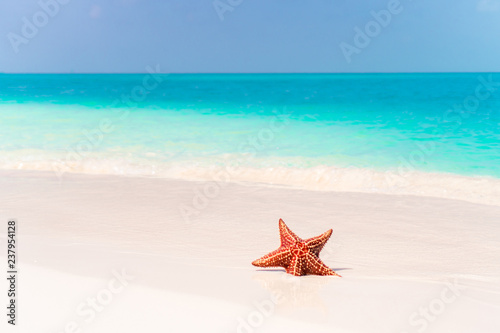 Fototapeta Naklejka Na Ścianę i Meble -  Tropical white sand with red starfish in clear water