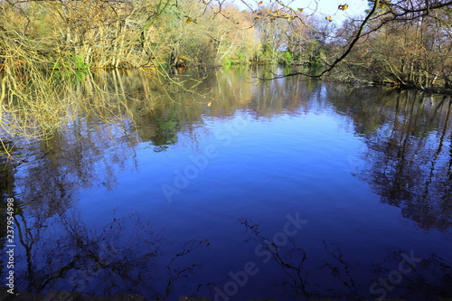 Rural Lake Trees in the Autumn