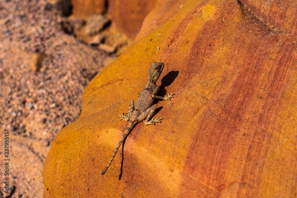Amazing reptile of Colored Canyon in Egypt Amazing reptile of Colored Canyon in Egypt
