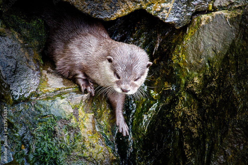Naklejka premium Indian Otter