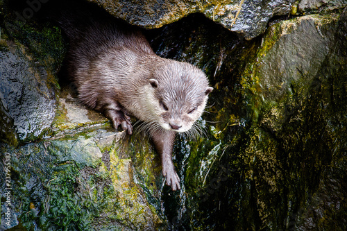 Indian Otter
