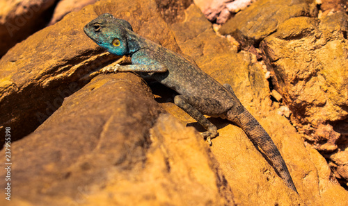 Amazing reptile of Colored Canyon in Egypt photo