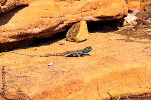 Amazing reptile of Colored Canyon in Egypt photo