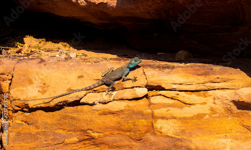 Amazing reptile of Colored Canyon in Egypt