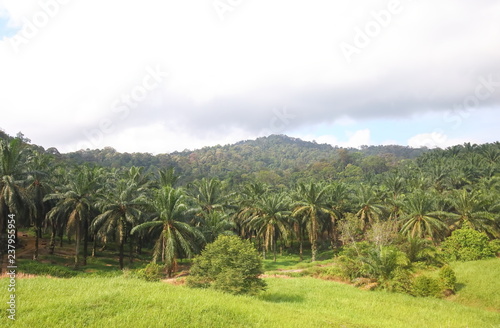 Fényképezés Rainforest palm tree landscape Malaysia