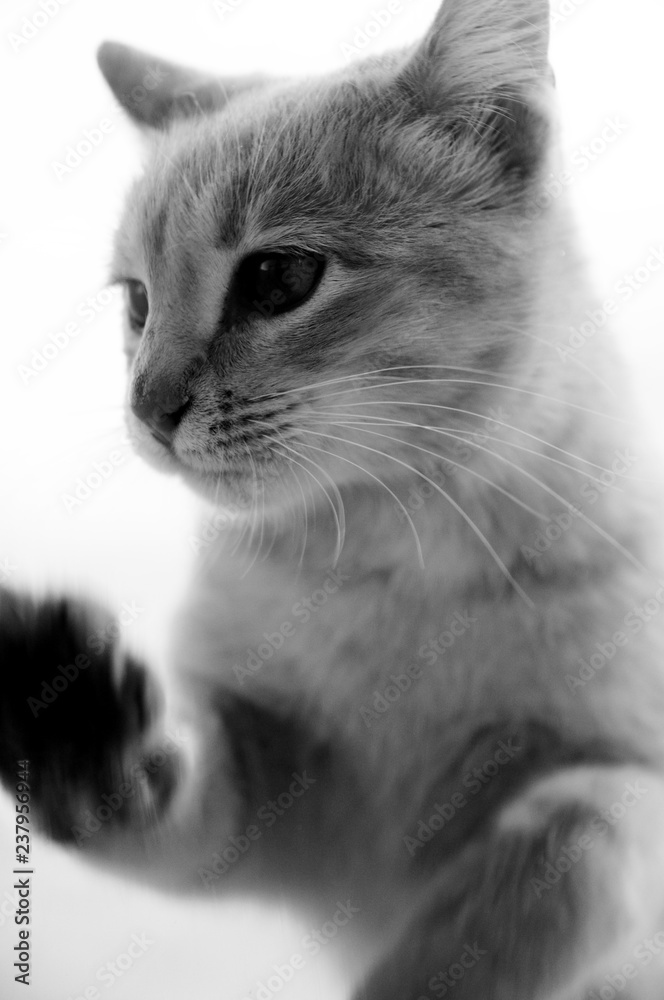Gato Gato