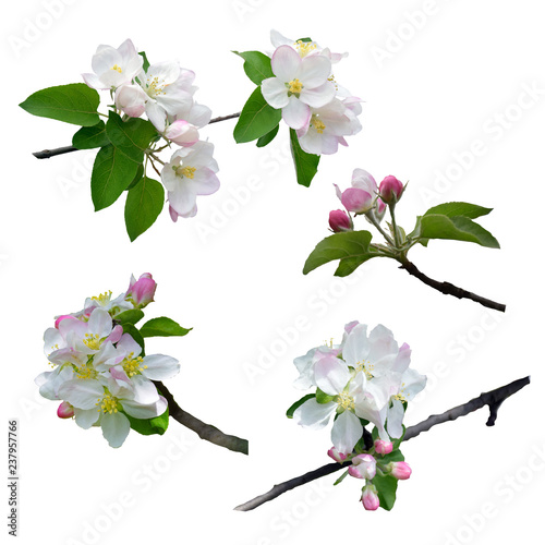 The apple tree is in blossom. Close-up. Isolated. Nature in spring. Blooming apple tree.